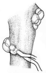 Fissidens crispulus var. robinsonii, stem with axillary hyaline nodules (leaves removed).  Drawn from P.J. de Lange K121 & D. Havell, CHR 624175.
 Image: R.C. Wagstaff © Landcare Research 2014 